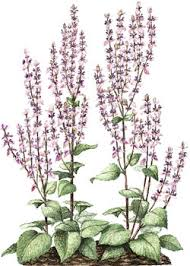CLARY SAGE OIL - Essential Oil