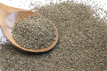 AJWAIN OIL - Essential Oil