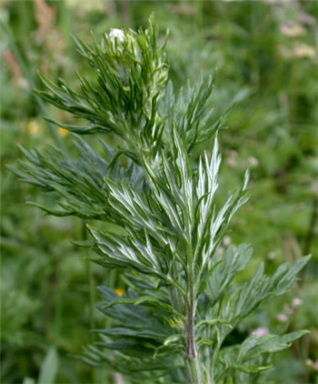 ARTEMISIA OIL - Essential Oil