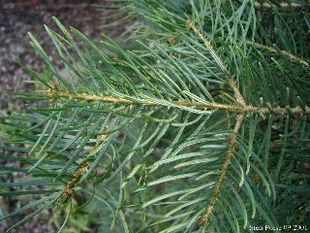 BARMI OIL (TALIS PATRA)