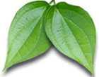 BETAL LEAF OIL