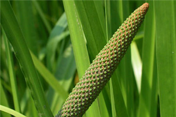 CALAMUS OIL - Essential Oil