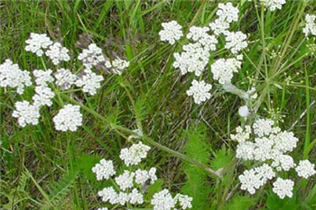 CARAWAY OIL - Essential Oil