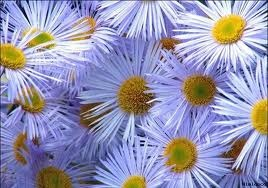 CHAMOMILE BLUE OIL (ROMAN) - Essential Oil