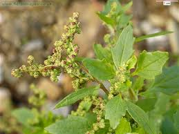 CHENOPODIUM OIL