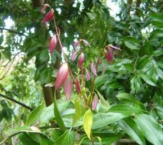 CINNAMON LEAF OIL