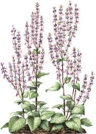 CLARY SAGE OIL