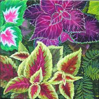 COLEUS OIL - Essential Oil