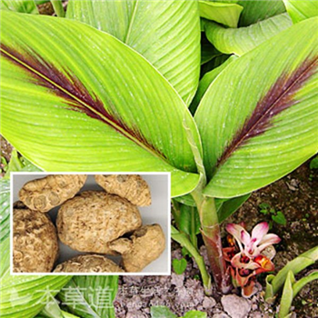 CURCUMA ZADORIA OIL