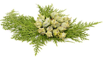 CYPRESS OIL - Essential Oil