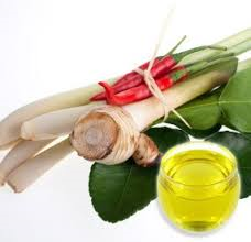 GALANGAL OIL