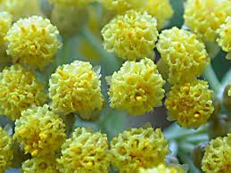 HELICHRYSUM OIL - Essential Oil