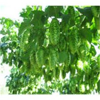 HOPS OIL - Essential Oil