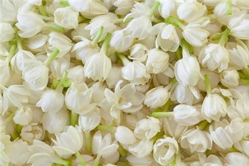 JASMINE OIL(ABS) - Essential Oil