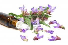 SAGE OIL - Essential Oil