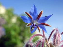 BORAGE OIL - Natural Carrier Oil