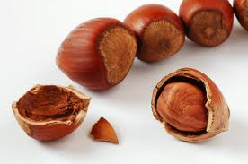 HAZEL NUT OIL