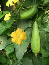 LUFFA SEED OIL - Natural Carrier Oil