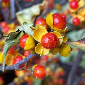 MALKANGANI SEED OIL